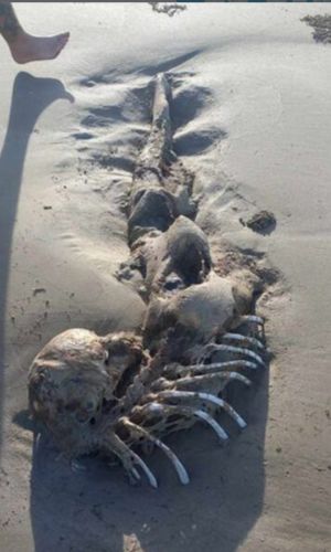 オーストラリアのビーチに打ち上げられた死骸