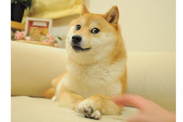 dogeの元になった柴犬かぼすちゃんの写真
