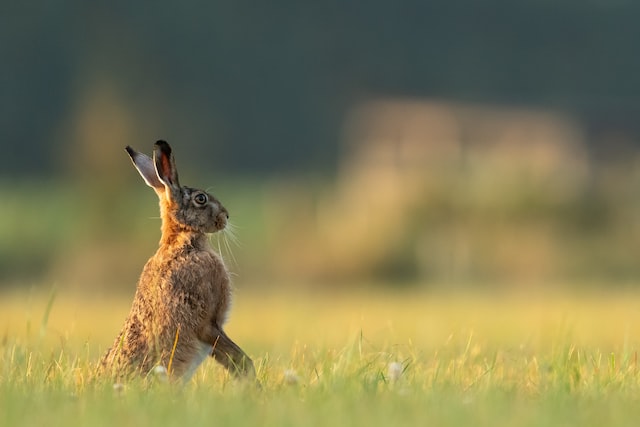 耳を立てる茶色い野ウサギ